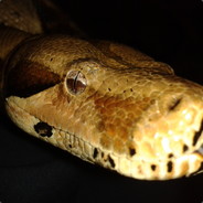 Chris's profile picture